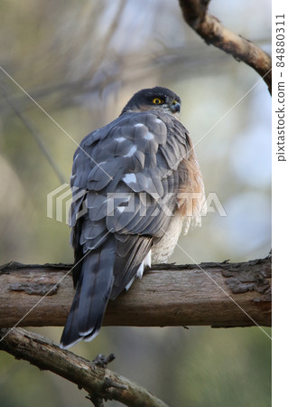 雀鷹 Taka Hawk 北海道野生鳥類 84880311