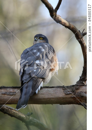 雀鷹 Taka Hawk 北海道野生鳥類 84880317