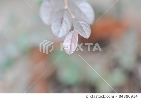 Chinese Fringe Flower or Loropetalum chinense in blur background Chinese Fringe Flower or Loropetalum chinense in blur background 84880914