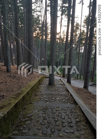 A tree that has grown in the middle of a staircase leading to the woods. 84882008