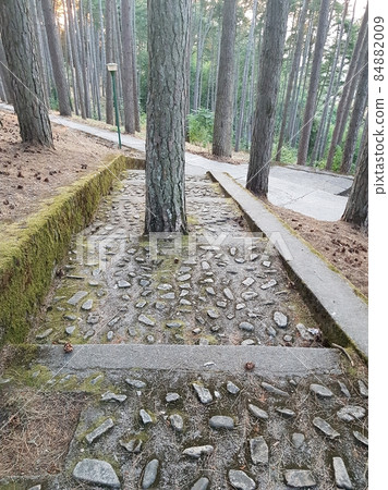 A tree that has grown in the middle of a staircase leading to the woods. A tree that has grown in the middle of a staircase leading to the woods. 84882009
