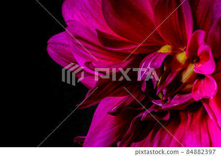 luxurious Crimson dahlia on a black background. Macro photo. Extreme 84882397