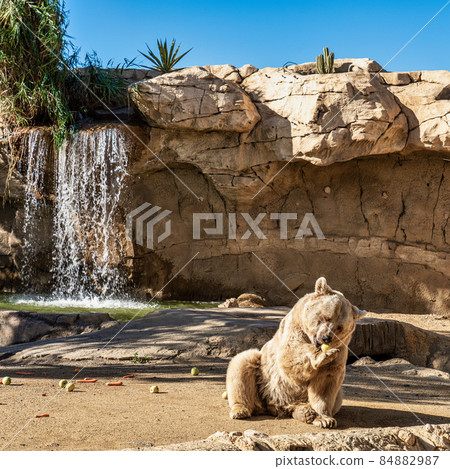 Brown bear, Ursus arctos in Tabernas desert, Andalusia, Spain 84882987