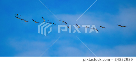 Common crane, Grus grus in Monfrague National Park. Extremadura, Spain 84882989