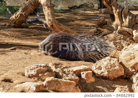 Hystrix indica, Indian crested porcupine in Tabernas desert, Andalusia, Spain 84882992