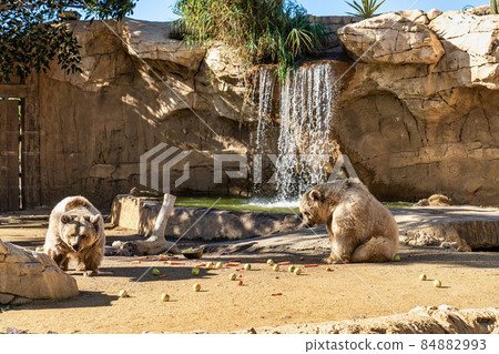 Brown bear, Ursus arctos in Tabernas desert, Andalusia, Spain Brown bear, Ursus arctos in Tabernas desert, Andalusia, Spain 84882993