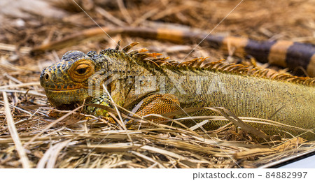 Philippine sailfin lizard in Tabernas desert, Andalusia, Spain 84882997