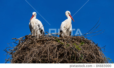 White Stork, Ciconia ciconia in Jerez de la Frontera, Andalusia, Spain 84883000