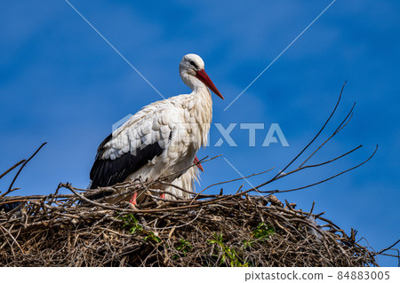White Stork, Ciconia ciconia in Jerez de la Frontera, Andalusia, Spain 84883005