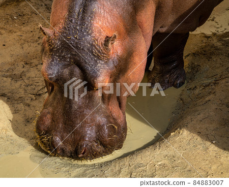 Hippo, Hippopotamus amphibius in Jerez de la Frontera, Andalusia, Spain 84883007