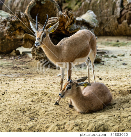 Dorcas gazelle, Gazella, dorcas in Jerez de la Frontera, Andalusia, Spain 84883020