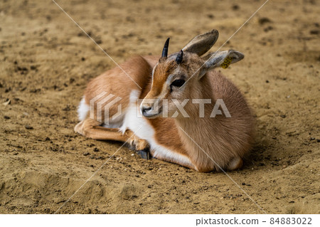 Dorcas gazelle, Gazella, dorcas in Jerez de la Frontera, Andalusia, Spain Dorcas gazelle, Gazella, dorcas in Jerez de la Frontera, Andalusia, Spain 84883022