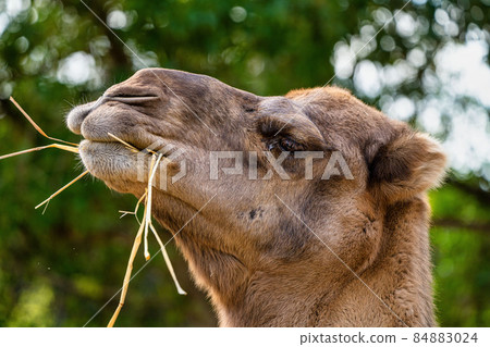 Dromedary, Camelus dromedarius in Jerez de la Frontera, Andalusia, Spain Dromedary, Camelus dromedarius in Jerez de la Frontera, Andalusia, Spain 84883024