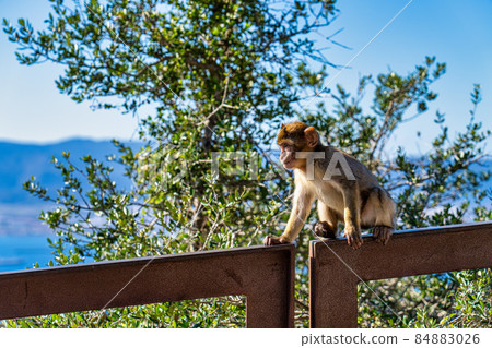 Wild macaque or Gibraltar monkey, attraction of the British overseas territory. Wild macaque or Gibraltar monkey, attraction of the British overseas territory. 84883026