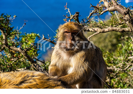 Wild macaque or Gibraltar monkey, attraction of the British overseas territory. Wild macaque or Gibraltar monkey, attraction of the British overseas territory. 84883031
