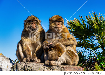 Wild macaque or Gibraltar monkey, attraction of the British overseas territory. Wild macaque or Gibraltar monkey, attraction of the British overseas territory. 84883033