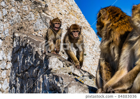 Wild macaque or Gibraltar monkey, attraction of the British overseas territory. Wild macaque or Gibraltar monkey, attraction of the British overseas territory. 84883036