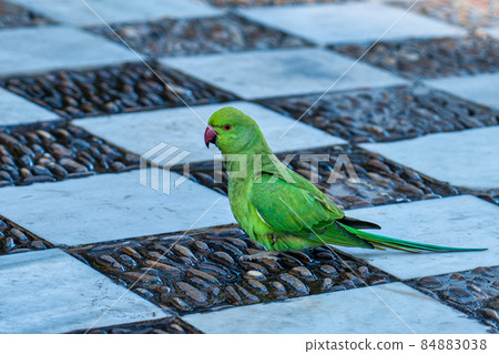 Rose-ringed Parakeet, Psittacula krameri in Alameda Apodaca park Cadiz Spain Rose-ringed Parakeet, Psittacula krameri in Alameda Apodaca park Cadiz Spain 84883038