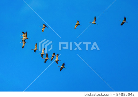 Common crane, Grus grus in Monfrague National Park. Extremadura, Spain 84883042