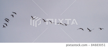 Common crane, Grus grus in Monfrague National Park. Extremadura, Spain 84883051