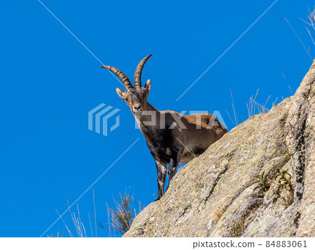 The Iberian ibex, Capra pyrenaica in the Gredos mountains near Navacepeda, Castile Leon Spain The Iberian ibex, Capra pyrenaica in the Gredos mountains near Navacepeda, Castile Leon Spain 84883061