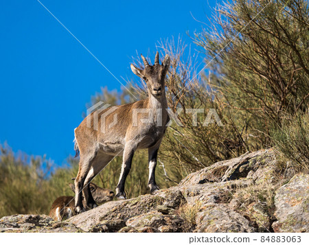 The Iberian ibex, Capra pyrenaica in the Gredos mountains near Navacepeda, Castile Leon Spain The Iberian ibex, Capra pyrenaica in the Gredos mountains near Navacepeda, Castile Leon Spain 84883063