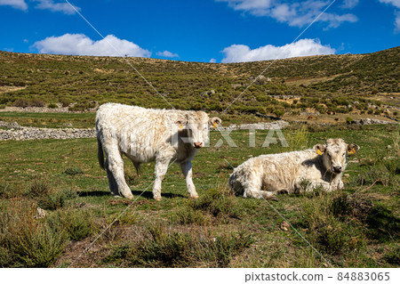Cows in the Gredos mountains at the platform of gredos to the lake Avila Castile Leon Spain 84883065