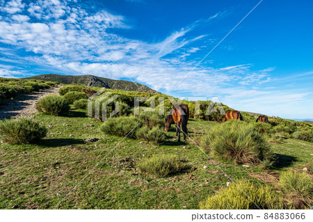 Landscape with mountains and horses in Puerto de Honduras, Extremadura, Spain. Landscape with mountains and horses in Puerto de Honduras, Extremadura, Spain. 84883066