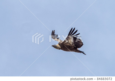 Griffon vulture, Gyps fulvus in Monfrague National Park. Extremadura, Spain 84883072