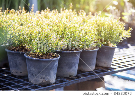 nursery tree in greenhouse garden 84883073