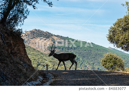 Iberian red deer, Cervus elaphus hispanicus. Monfrague National Park, Spain. 84883077