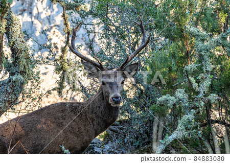 Iberian red deer, Cervus elaphus hispanicus. Monfrague National Park, Spain. 84883080