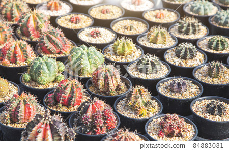 green cactus plant texture background 84883081