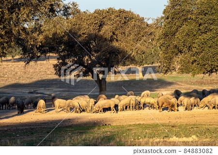 Iberian pigs, Pata Negra grazing in Extremadura landscape near Trujillo in Spain 84883082