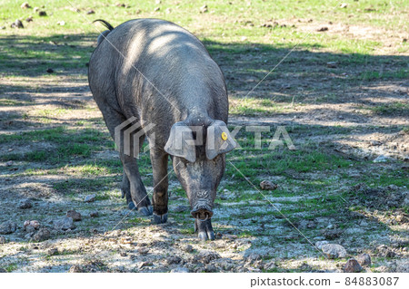 Iberian pigs, Pata Negra grazing in Extremadura landscape near Trujillo in Spain 84883087