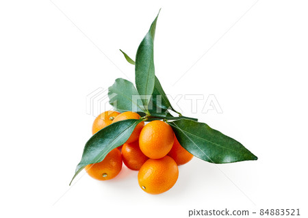 Kumquat with leaves white background white background 84883521