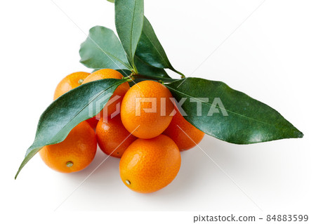 Kumquat with leaves white background white background 84883599