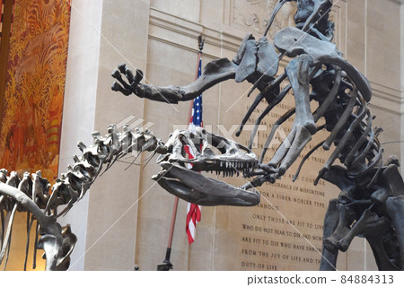 Dinosaur Museum Museum B 84884313