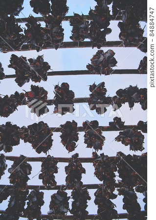 Air drying of Salmon fish on wooden structure at Scandinavian winter Air drying of Salmon fish on wooden structure at Scandinavian winter 84884747