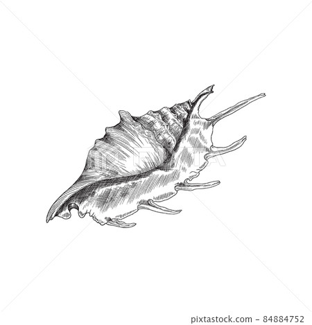 Seashell black and white engraved illustration vector illustration isolated. 84884752