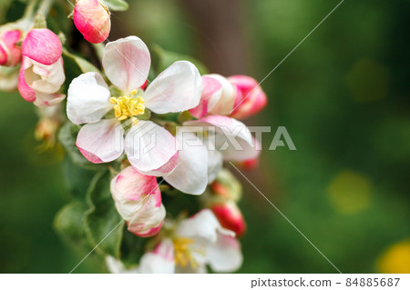 Beautiful white apple blossom flowers in spring time. Background with flowering apple tree. Inspirational natural floral spring blooming garden or park. Flower art design. Selective focus 84885687