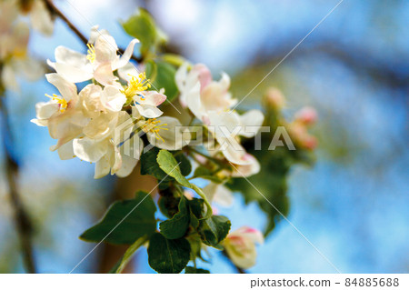 Beautiful white apple blossom flowers in spring time. Background with flowering apple tree. Inspirational natural floral spring blooming garden or park. Flower art design. Selective focus Beautiful white apple blossom flowers in spring time. Background with flowering apple tree. Inspirational natural floral spring blooming garden or park. Flower art design. Selective focus 84885688