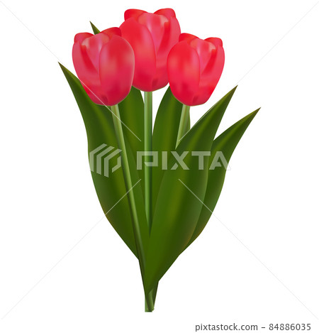 Bouquet of red tulips, vector illustration Bouquet of red tulips, vector illustration 84886035