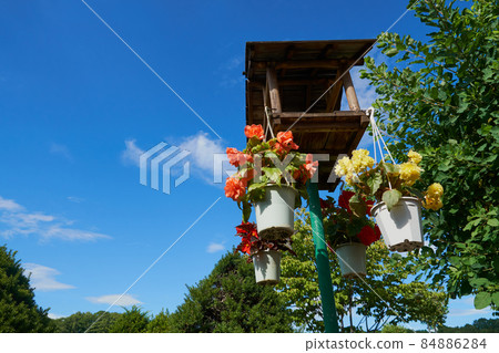 Potted bulb begonia flowers suspended in an open garden Potted bulb begonia flowers suspended in an open garden 84886284