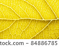 Yellow leaf macro backgroud texture close up 84886785