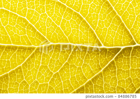 Yellow leaf macro backgroud texture close up 84886785