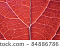 Red leaf macro backgroud texture close up 84886786