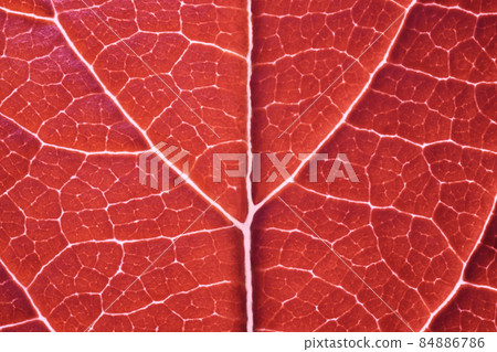 Red leaf macro backgroud texture close up 84886786