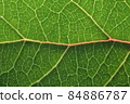 Green leaf macro backgroud texture close up 84886787