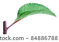 Plum leaf with stick isolated on white 84886788